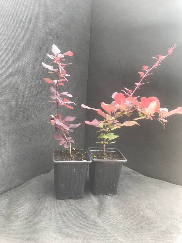 Барбарис Тунберга Коронита 1 шт Р9